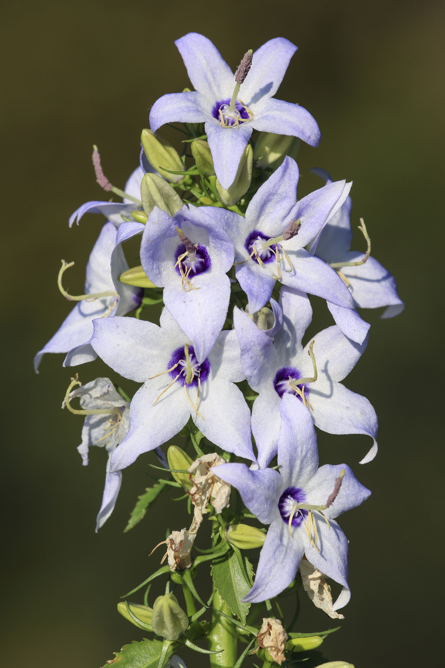 Σινιάτσικο Κοζάνης: Το σκοτεινό βουνό με τα αγριολούλουδα