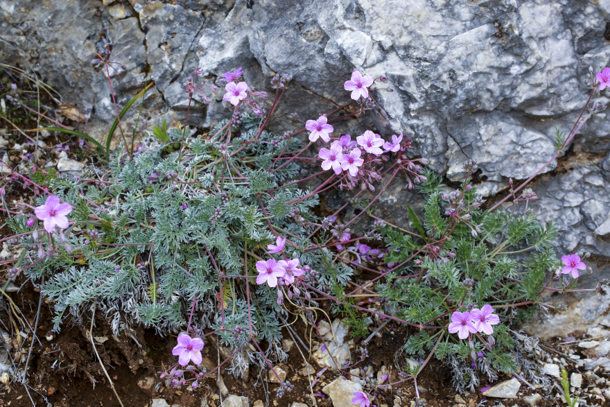 Σινιάτσικο Κοζάνης: Το σκοτεινό βουνό με τα αγριολούλουδα