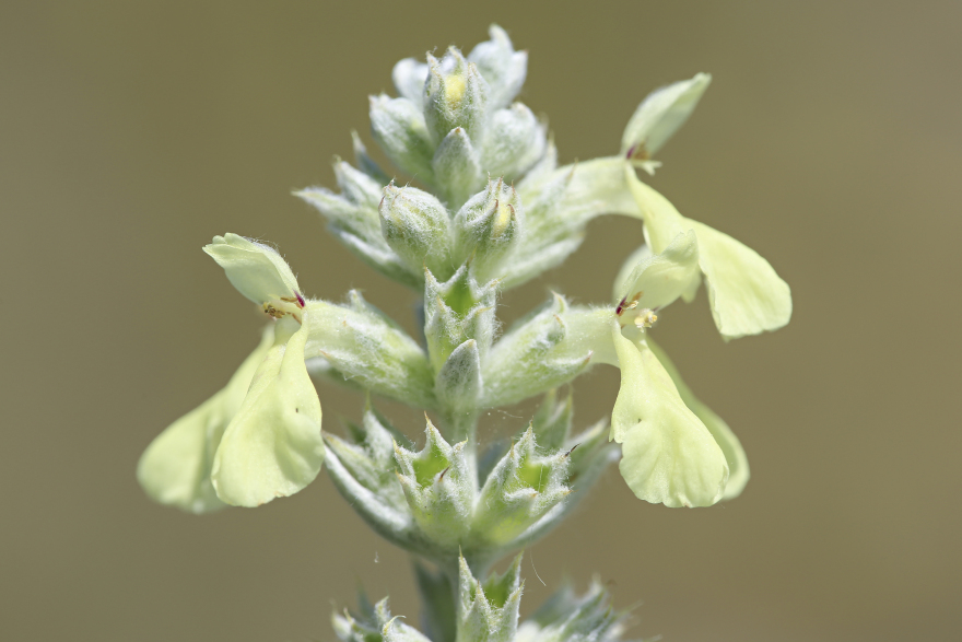 Σινιάτσικο Κοζάνης: Το σκοτεινό βουνό με τα αγριολούλουδα