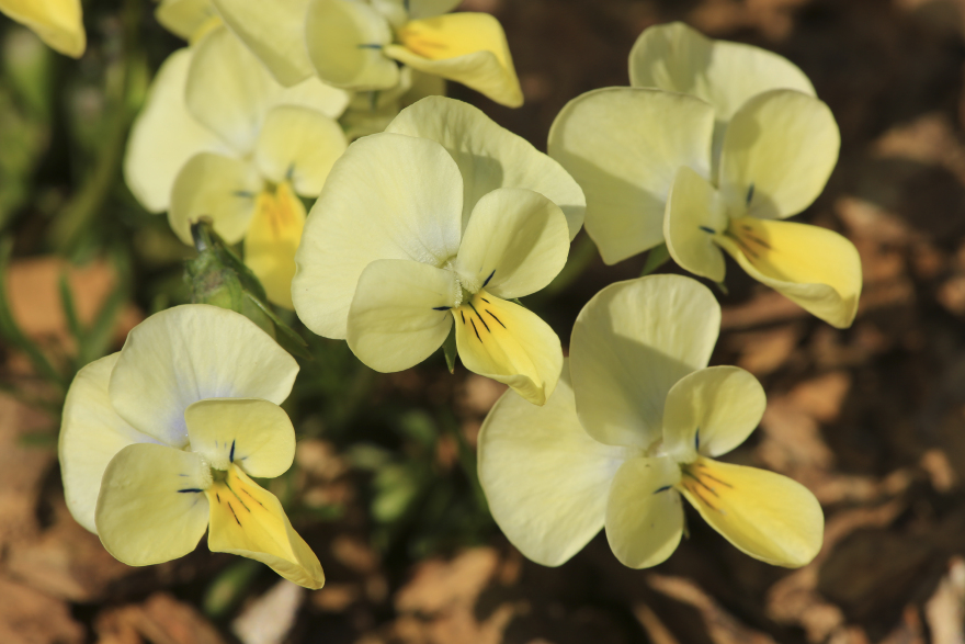 Σινιάτσικο Κοζάνης: Το σκοτεινό βουνό με τα αγριολούλουδα