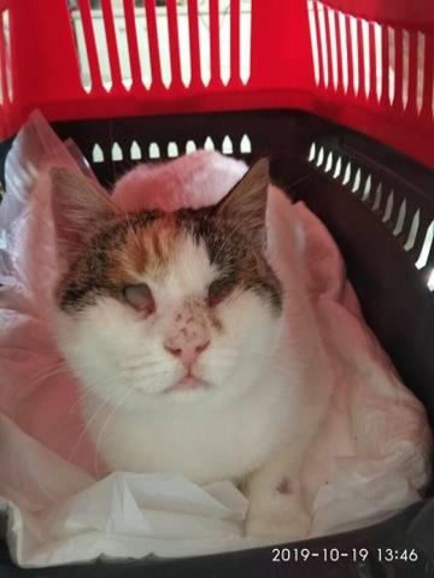 Φολέγανδρος: Οι πρώτες φωτογραφίες της κακοποιημένης γάτας 