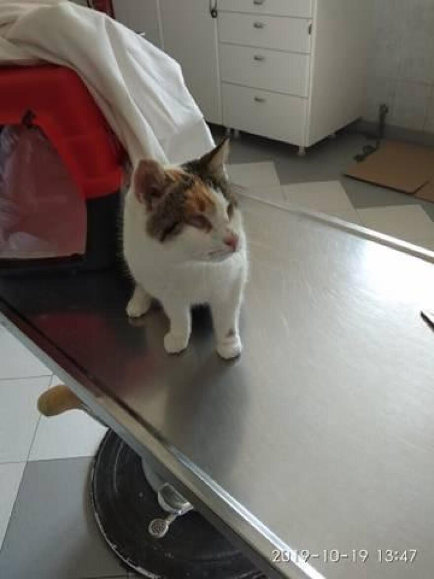 Φολέγανδρος: Οι πρώτες φωτογραφίες της κακοποιημένης γάτας 