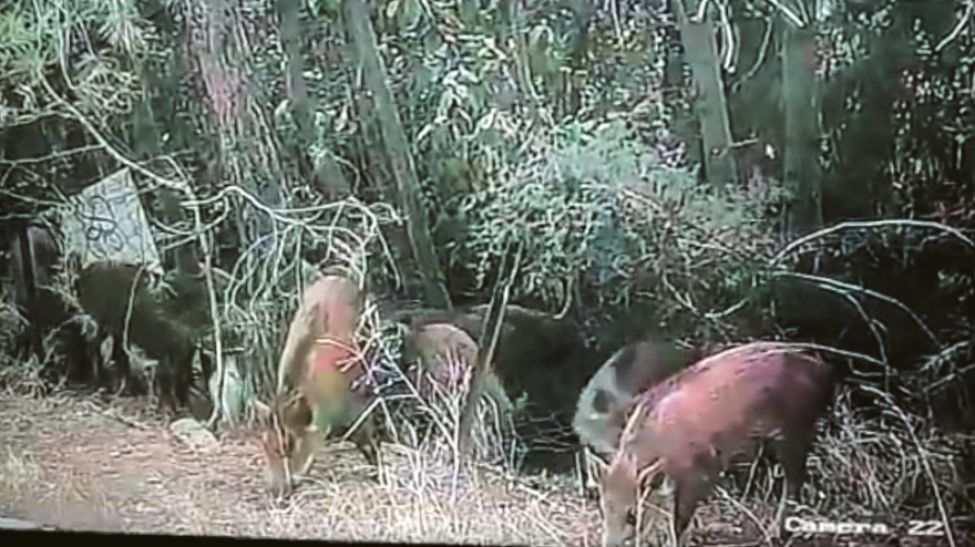 Πώς γέμισε η Ελλάδα αγριογούρουνα, τσακάλια και... κατσίκια