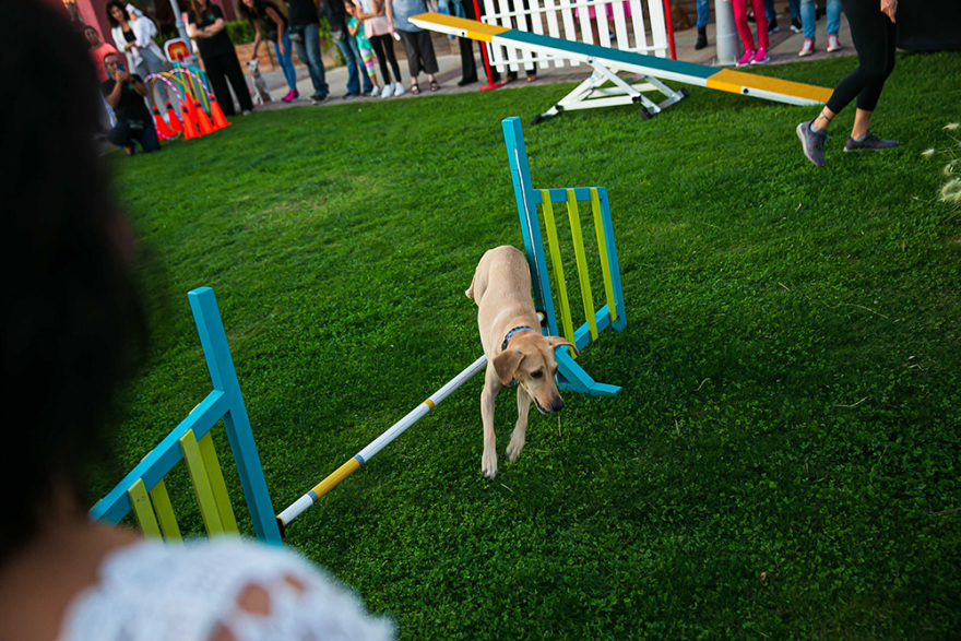 Με μεγάλη επιτυχία το 2o SGS Family & Pets Festival!