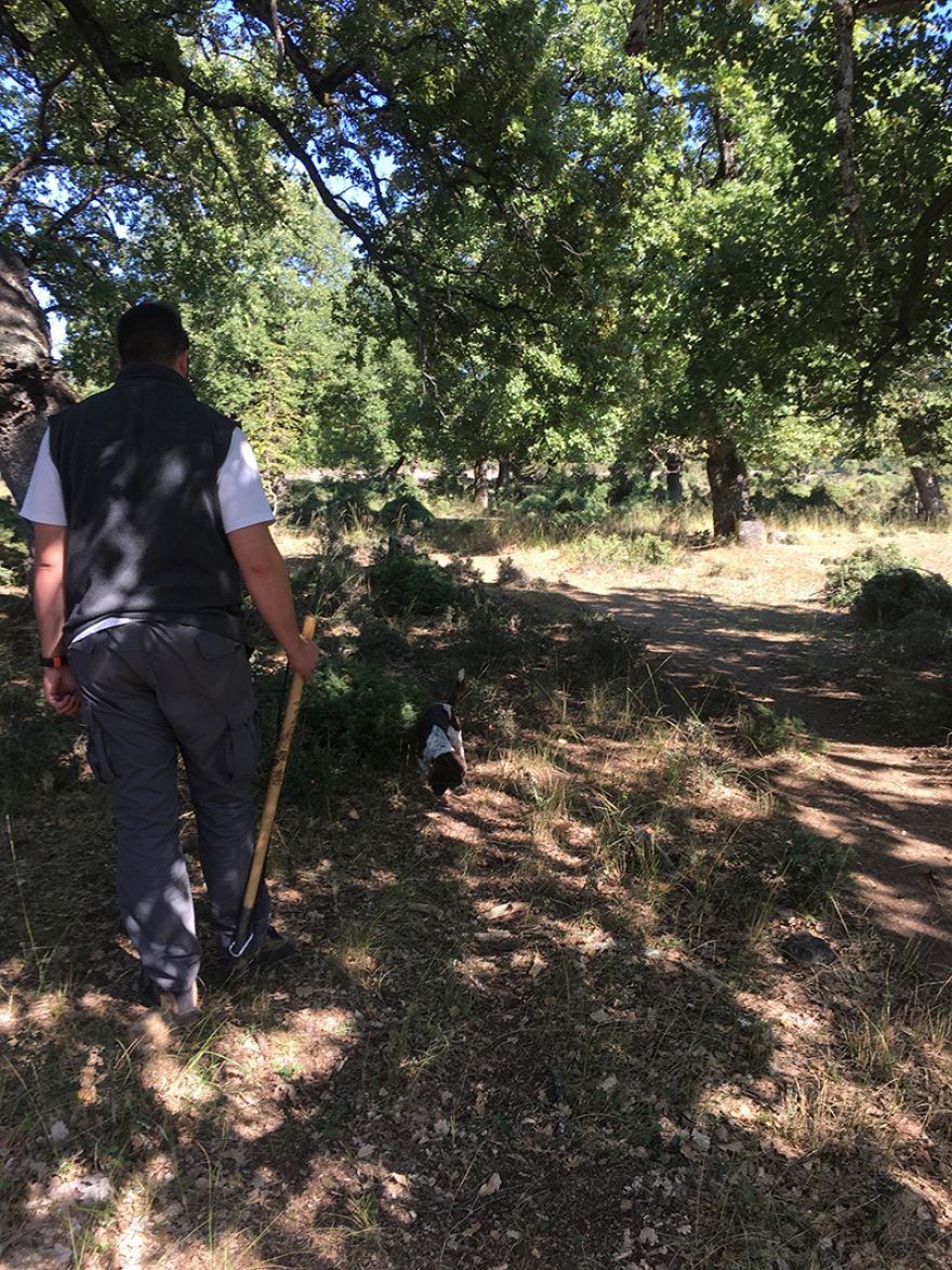 Μόκα: η σκυλίτσα κυνηγός τρούφας και ο βιωματικός τουρισμός από το Μουσείο Μετεώρων