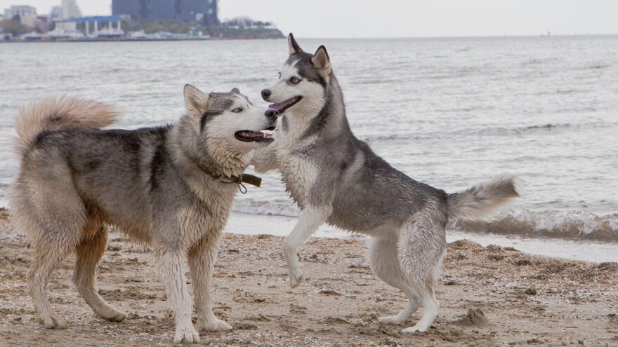 Σκύλοι: Το πρώτο εξημερωμένο ζώο - Έχουν ράτσες εδώ και 11.000 χρόνια