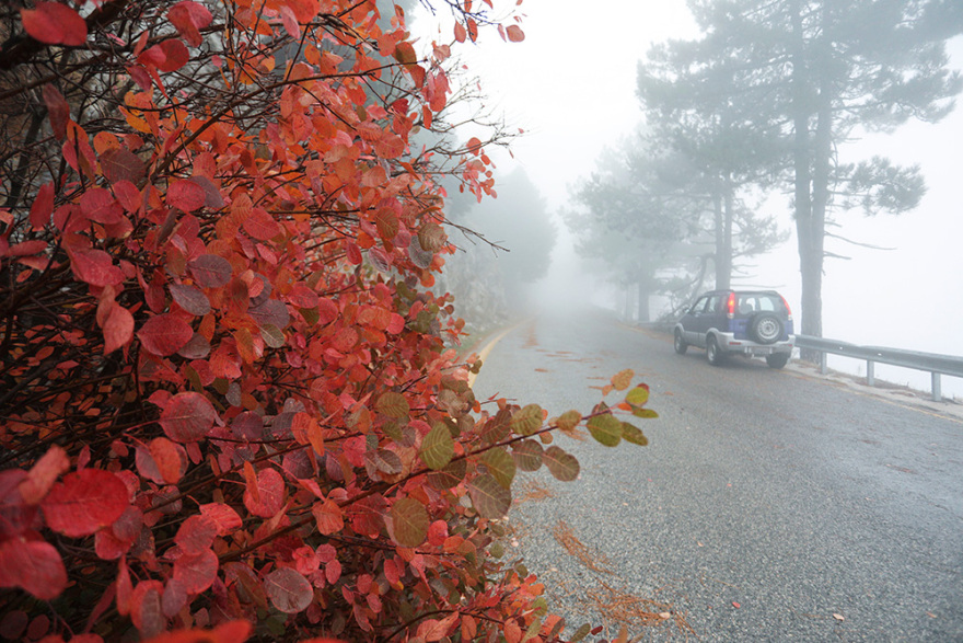 Δείτε φωτογραφίες- Πάρνηθα: Παραμυθένιο τοπίο στην ομίχλη