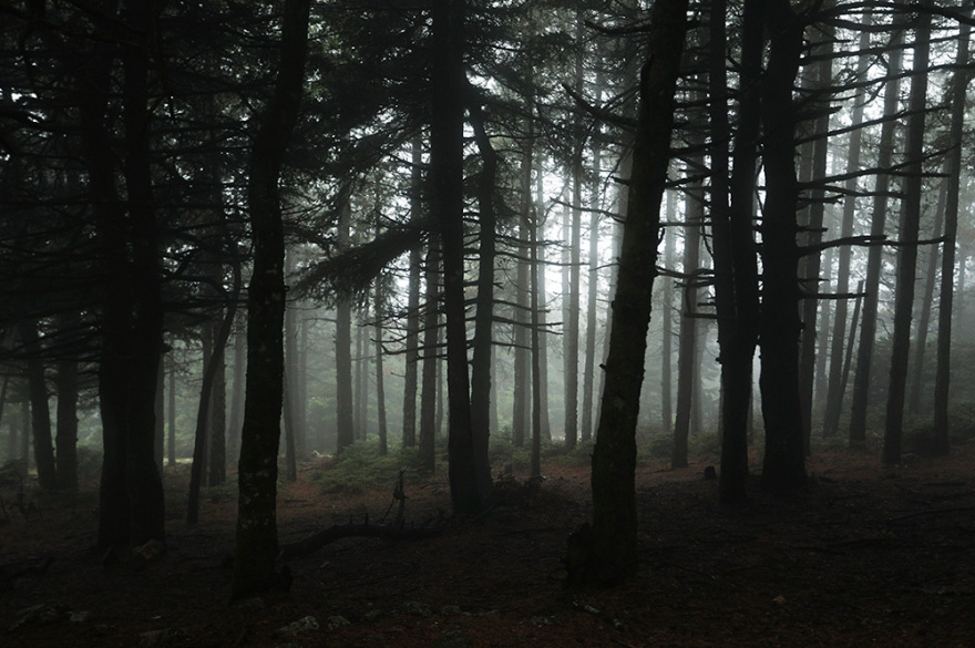 Δείτε φωτογραφίες- Πάρνηθα: Παραμυθένιο τοπίο στην ομίχλη
