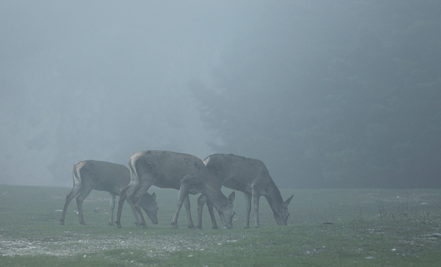 Δείτε φωτογραφίες- Πάρνηθα: Παραμυθένιο τοπίο στην ομίχλη
