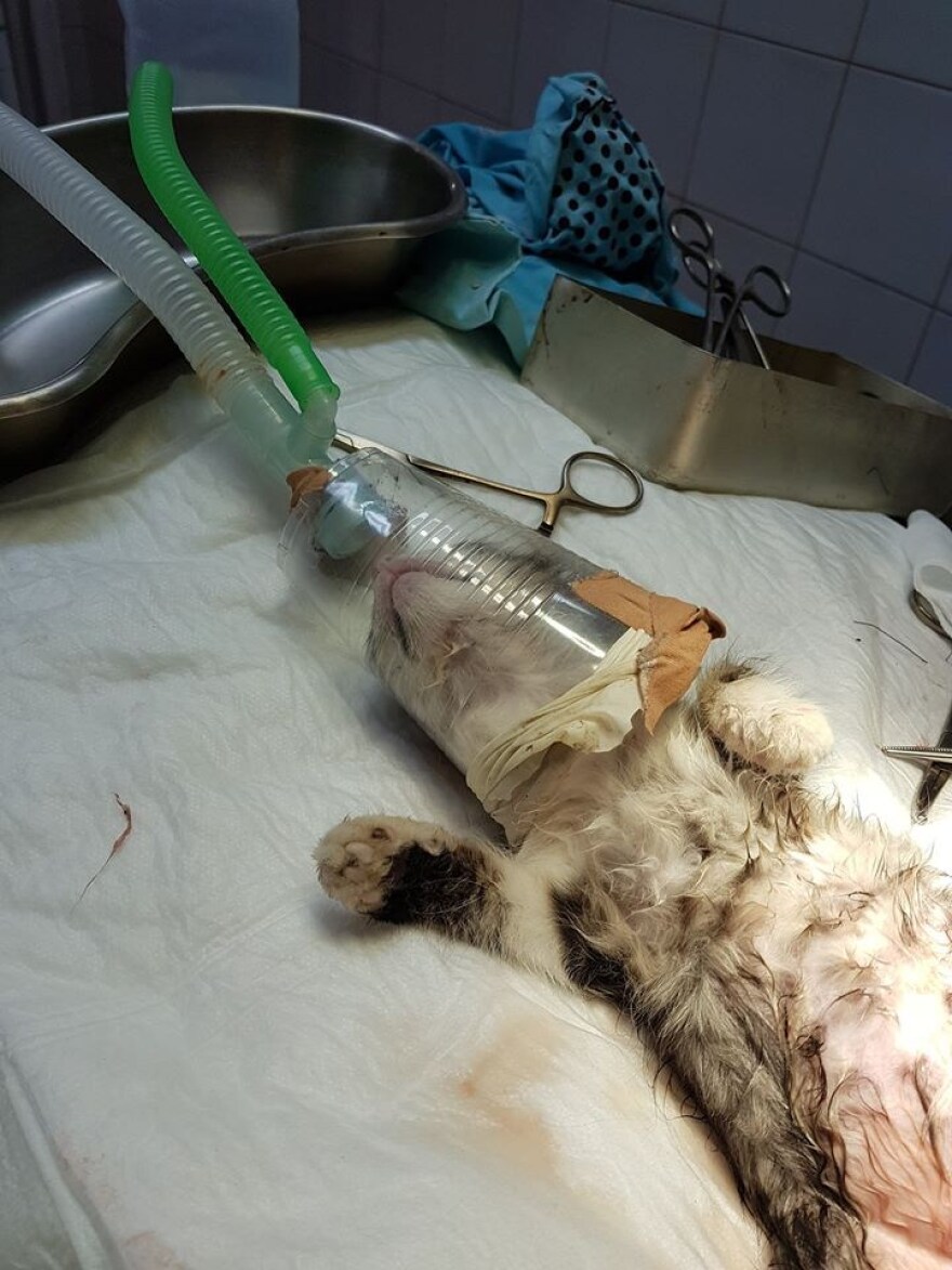 Κτηνωδία στη Μυτιλήνη: Τρεις ανήλικοι Ρομά ξεκοίλιασαν γάτα για να δουν αν έχει μωρά