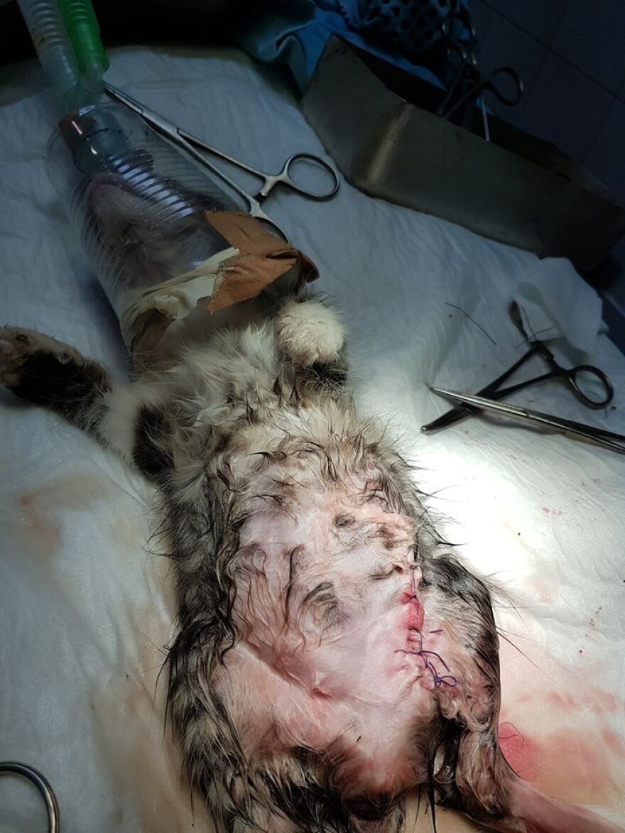 Κτηνωδία στη Μυτιλήνη: Τρεις ανήλικοι Ρομά ξεκοίλιασαν γάτα για να δουν αν έχει μωρά