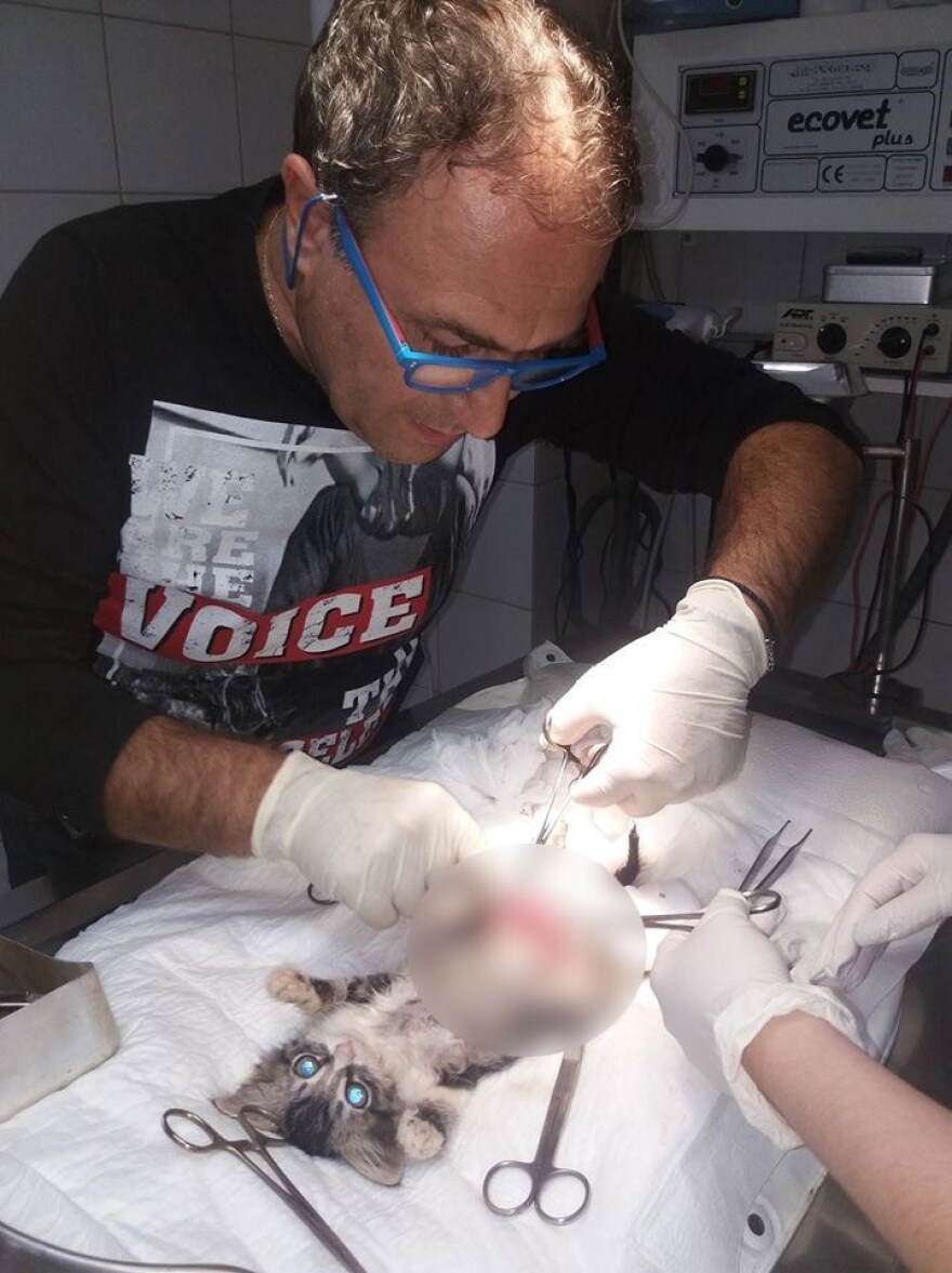 Κτηνωδία στη Μυτιλήνη: Τρεις ανήλικοι Ρομά ξεκοίλιασαν γάτα για να δουν αν έχει μωρά