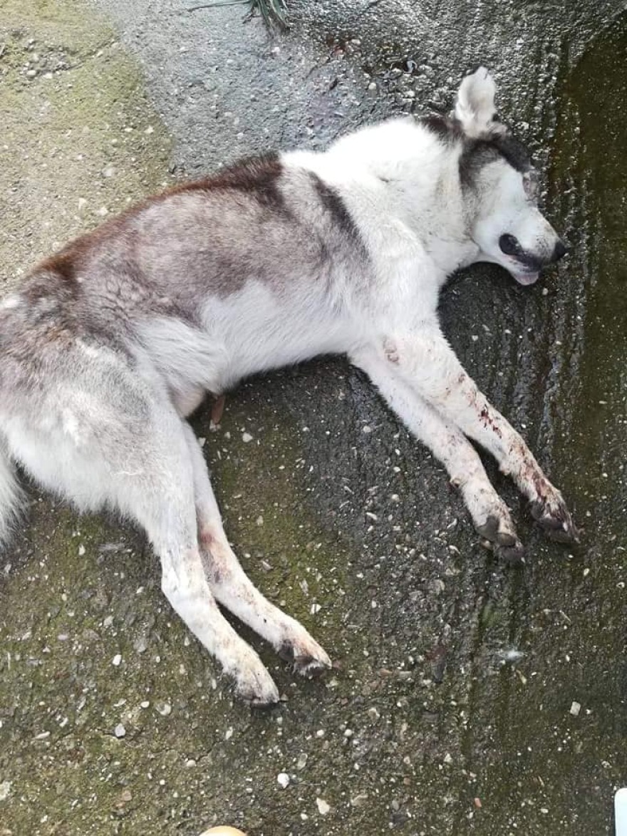 Μεσολόγγι: Βρέθηκε σκυλί χωρίς τα μάτια του