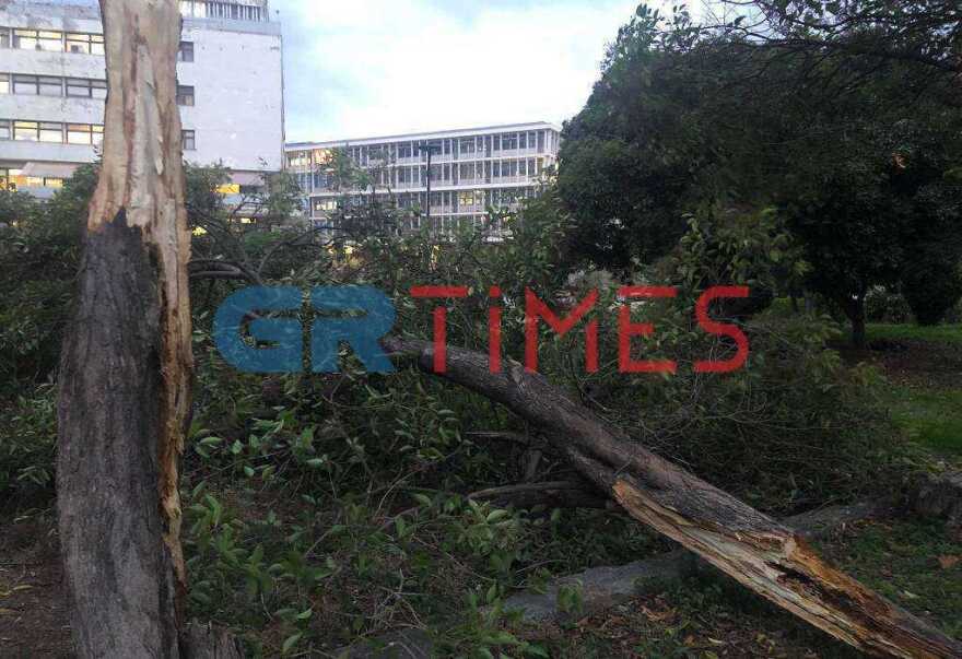 Θεσσαλονίκη: Δέντρο πλάκωσε αυτοκίνητο 