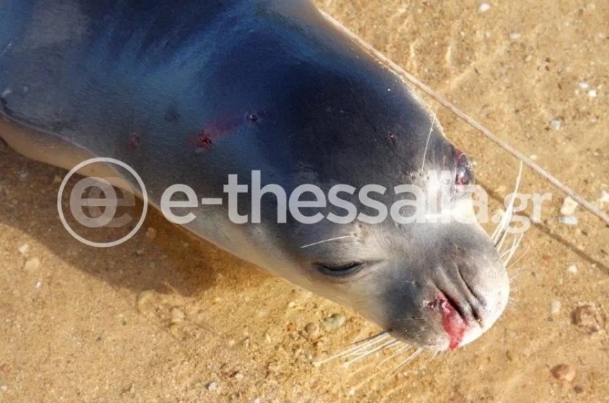 Φρίκη στο Πήλιο: Φώκια εντοπίστηκε σκοτωμένη από όπλο