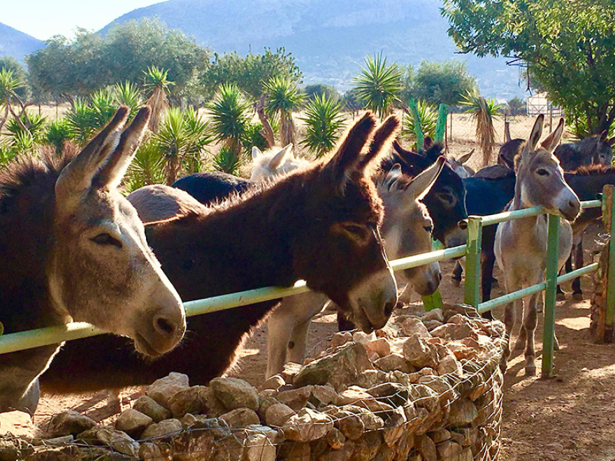 H Κυριακή της Φασολάδας στη Γαϊδουροχώρα