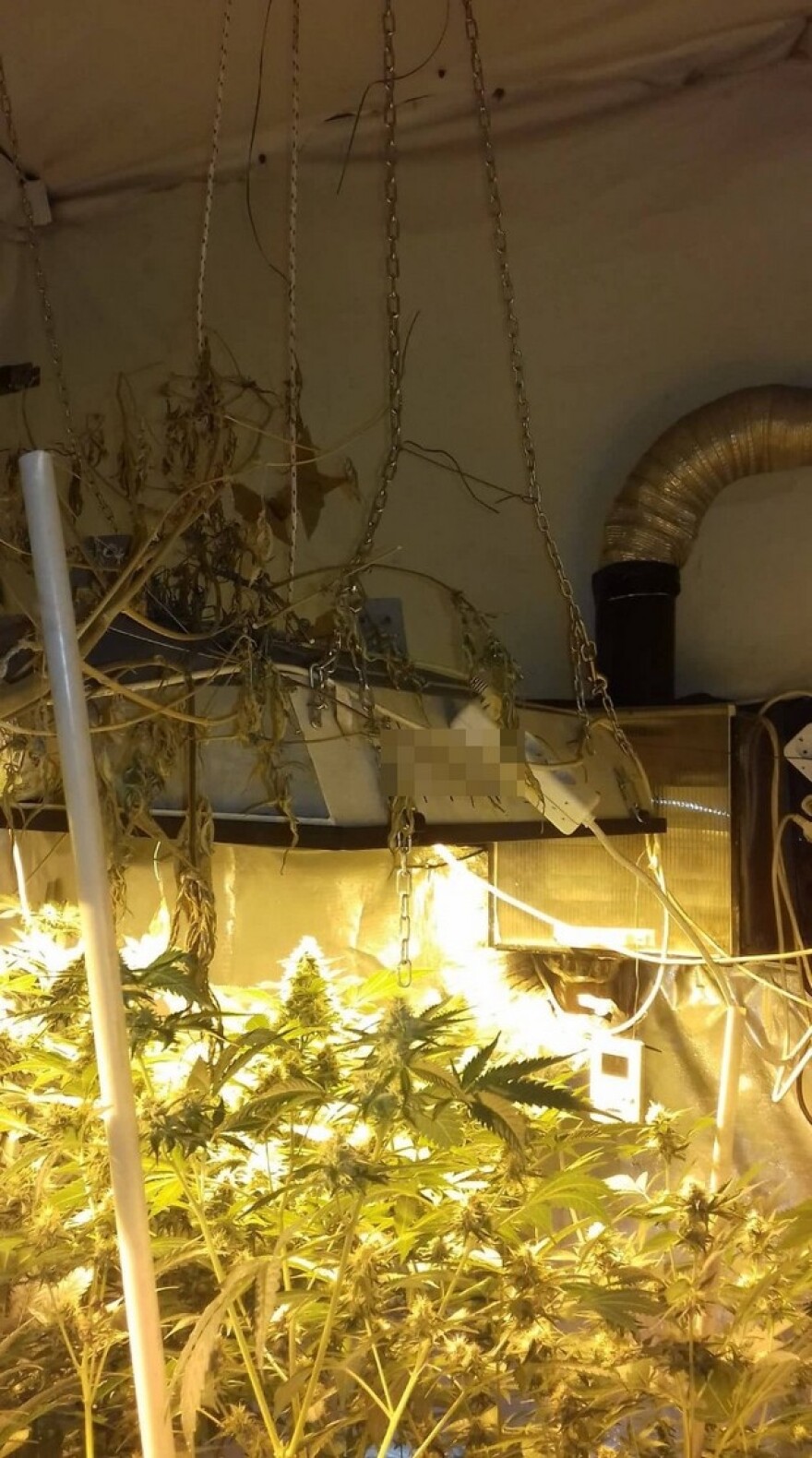 Υπόγειο στην Εύβοια έκρυβε εργαστήρι παραγωγής κάνναβης