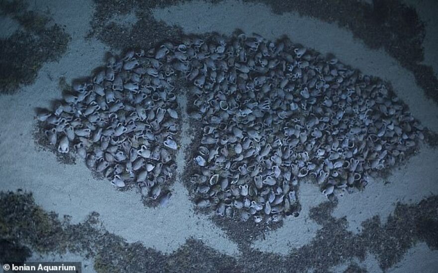 Κεφαλονιά: Εντυπωσιακές φωτογραφίες από ρωμαϊκό ναυάγιο με 6.000 αμφορείς