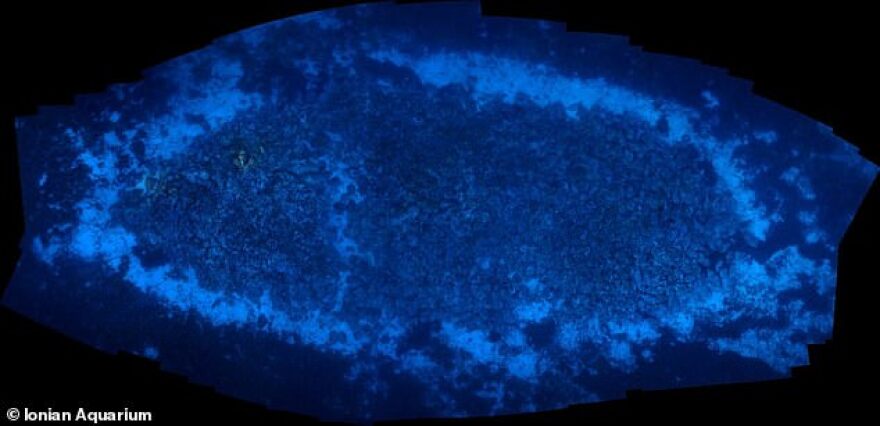 Κεφαλονιά: Εντυπωσιακές φωτογραφίες από ρωμαϊκό ναυάγιο με 6.000 αμφορείς