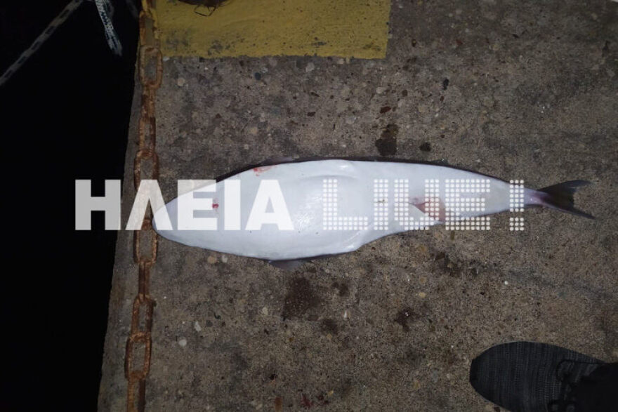 Λαγοκέφαλος - γίγας 3,8 κιλών στην Ηλεία