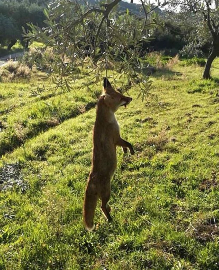 Φρίκη στo Αγρίνιο: Κρέμασαν αλεπού από δέντρο