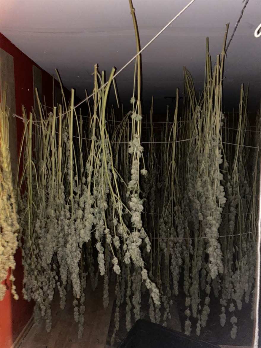 Αιγάλεω: Η ντουλάπα του υπνοδωματίου έκρυβε... εργαστήριο καλλιέργειας κάνναβης!