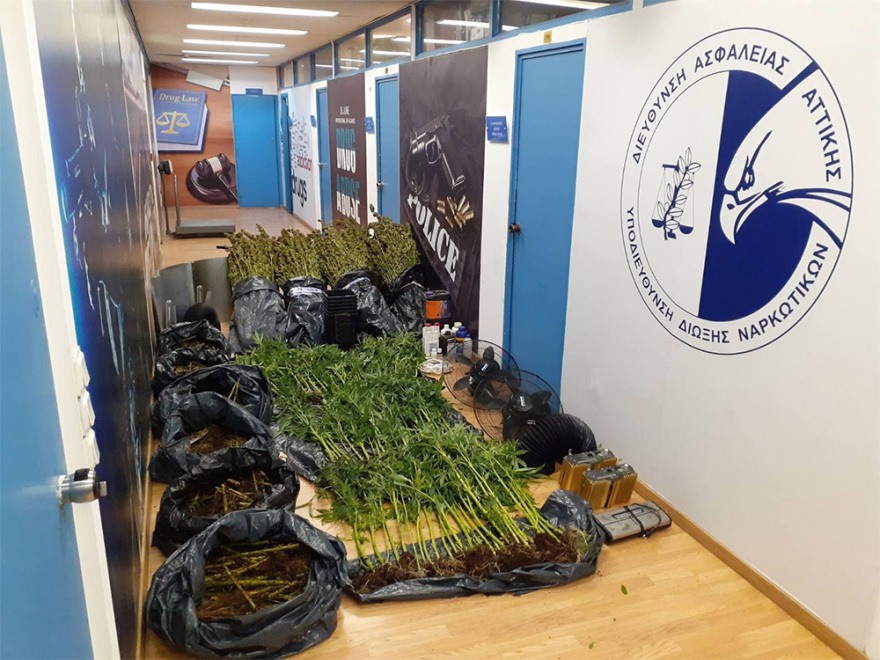 Αιγάλεω: Η ντουλάπα του υπνοδωματίου έκρυβε... εργαστήριο καλλιέργειας κάνναβης!