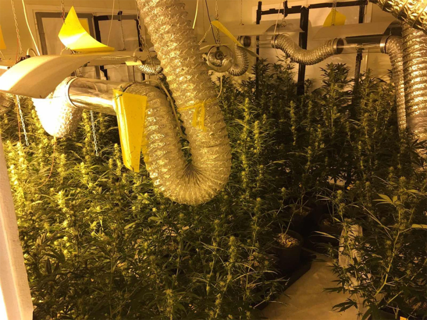 Είχαν φτιάξει εργαστήρια σε διαμερίσματα για κάνναβη όλο τον χρόνο - Περίμεναν να εισπράξουν €1 εκατ.!