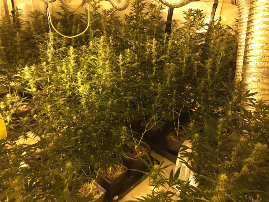 Είχαν φτιάξει εργαστήρια σε διαμερίσματα για κάνναβη όλο τον χρόνο - Περίμεναν να εισπράξουν €1 εκατ.!