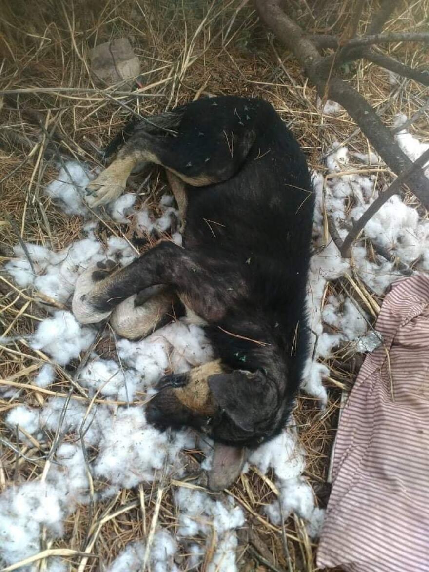 Εικόνες σοκ: Κολαστήριο για ζώα στο Λουτράκι