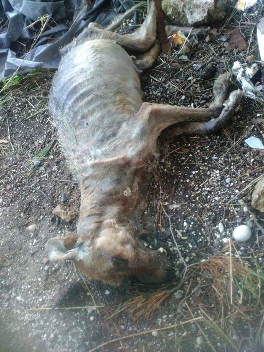 Εικόνες σοκ: Κολαστήριο για ζώα στο Λουτράκι