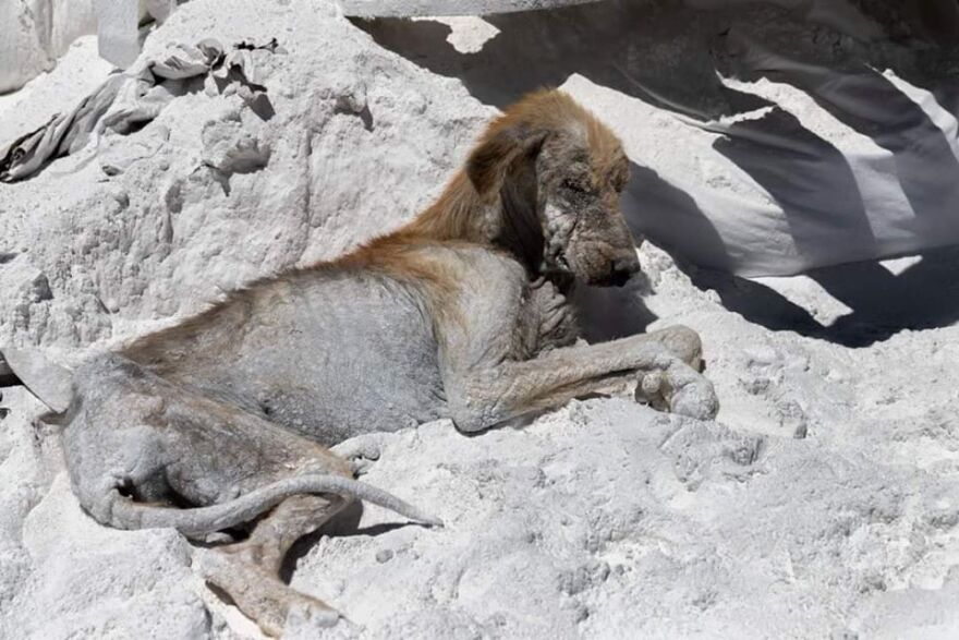 Εικόνες σοκ: Κολαστήριο για ζώα στο Λουτράκι