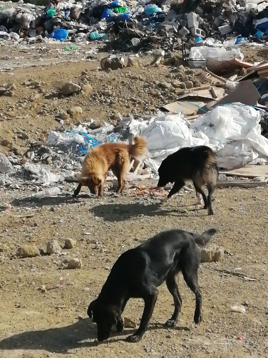 Εικόνες σοκ: Κολαστήριο για ζώα στο Λουτράκι