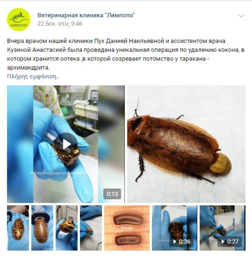 Ρώσοι κτηνίατροι υπέβαλαν σε επιτυχή επέμβαση μια... κατσαρίδα