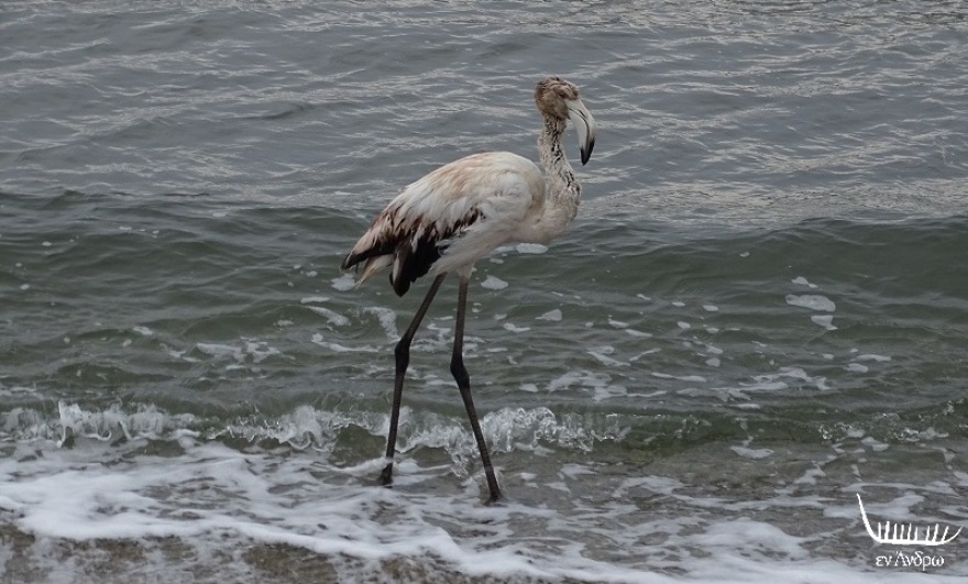 Φλαμίνγκο χάθηκε από το κοπάδι του και βρέθηκε στην Άνδρο 