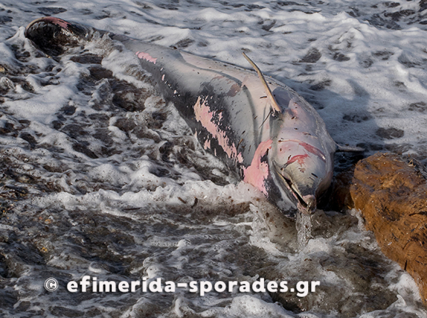 Σκόπελος: Νεκρά δελφίνια και θαλάσσιες χελώνες λόγω των ισχυρών ανέμων 