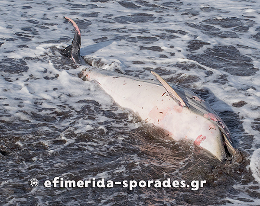 Σκόπελος: Νεκρά δελφίνια και θαλάσσιες χελώνες λόγω των ισχυρών ανέμων 