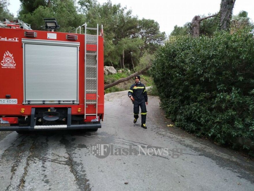 Χανιά: Μεγάλο δέντρο έπεσε από τον δυνατό αέρα στον Άγιο Ματθαίο - Δείτε φωτογραφίες