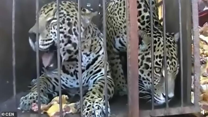 Μεξικό: Γυναίκα πλησίασε τζάγκουαρ για να βγάλει selfie και κινδυνεύει να «χάσει» το χέρι της