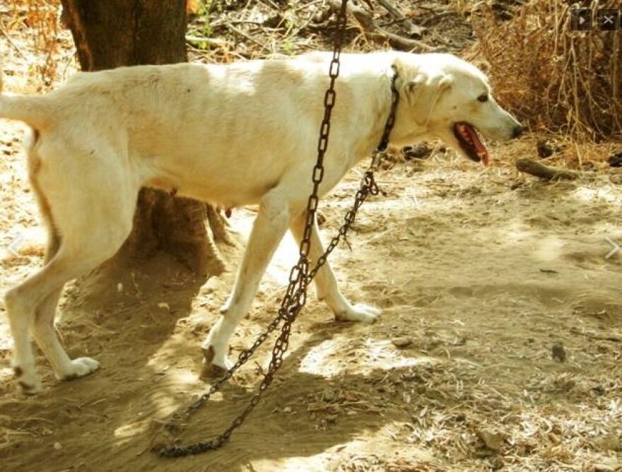 Χανιά: Έξι χρόνια χωρίς αναστολή σε παράνομο εκτροφέα ζώων - Τα σκυλιά ζούσαν σε άθλιες συνθήκες