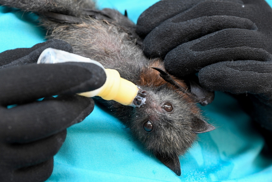 Εικόνες σοκ από την πύρινη λαίλαπα στην Αυστραλία: Η Μελβούρνη «εξαφανισμένη» στον καπνό