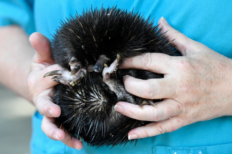 Εικόνες σοκ από την πύρινη λαίλαπα στην Αυστραλία: Η Μελβούρνη «εξαφανισμένη» στον καπνό