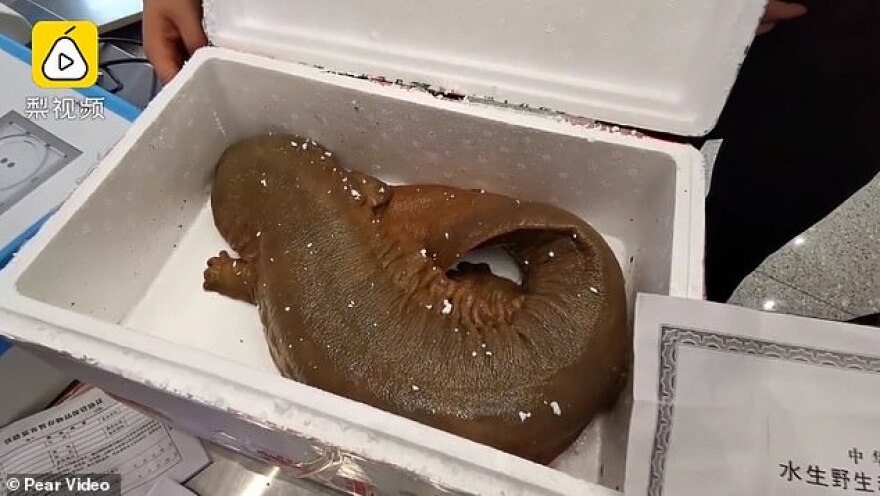 Κινέζα προσπάθησε να περάσει... σαλαμάνδρες παράνομα αλλά την «τσάκωσαν»