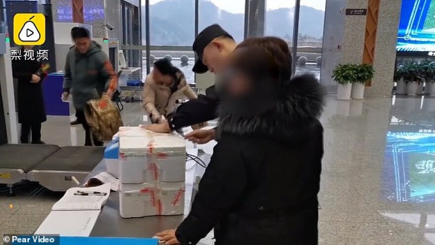 Κινέζα προσπάθησε να περάσει... σαλαμάνδρες παράνομα αλλά την «τσάκωσαν»