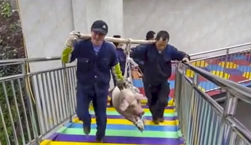 Σοκαριστικό βίντεο:  Πάρκο στην Κίνα εξαναγκάζει χοίρο σε bungee jump