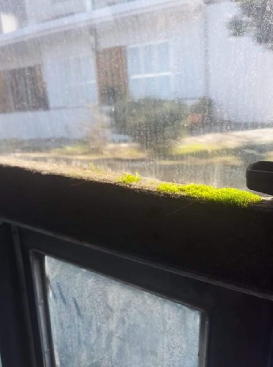 Κύπρος: Από τη μούχλα σε σχολικό λεωφορείο φύτρωσε... μανιτάρι