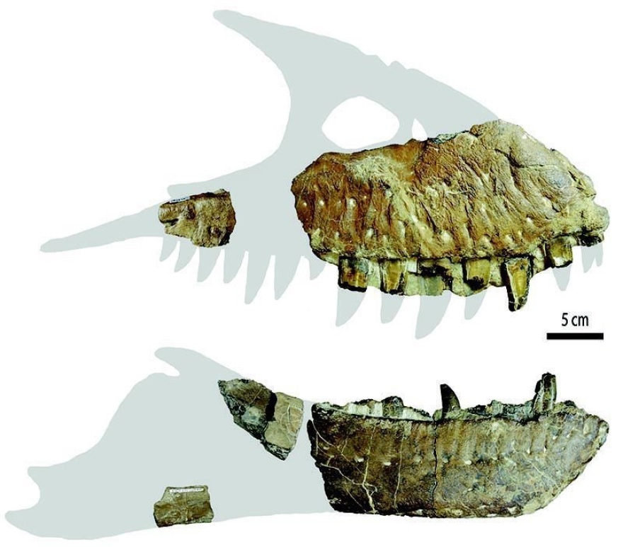 Καναδάς: Ανακαλύφθηκε ένας εξάδελφος του T-Rex, ο Θανατοθεριστής