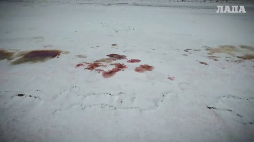 Συγκλονιστικό θέαμα: «Μάτωσε» η θάλασσα στο Καζακστάν 