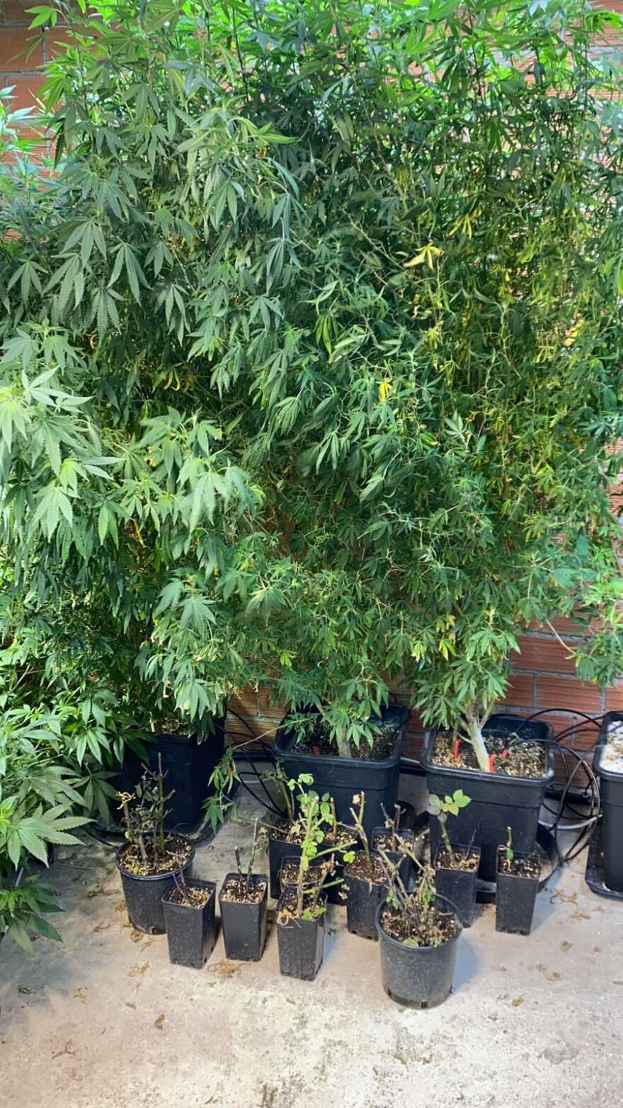 Εξαρθρώθηκε μεγάλο κύκλωμα διακίνησης ναρκωτικών - Ετοιμαζόταν να κάνει big business στη Μύκονο