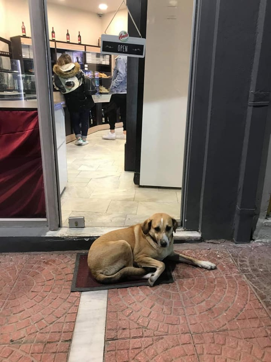 Συνελήφθη άνδρας που πυροβόλησε σκυλίτσα στο Σχηματάρι Βοιωτίας